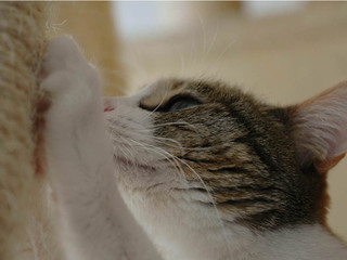 Romi080312.jpg
