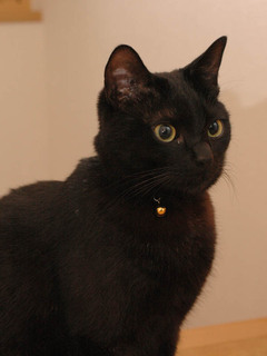 rasha080312-1.jpg