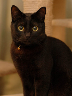 rasha080313.jpg