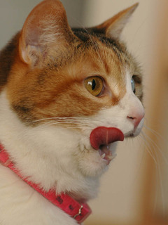 romi080315.jpg