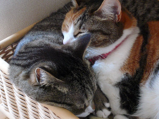 sen-romi080412.jpg