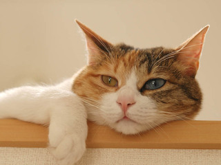 romi080614.jpg