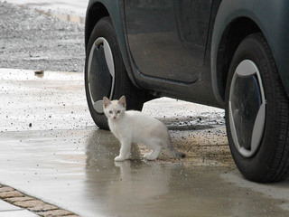 chibi1-080629.jpg