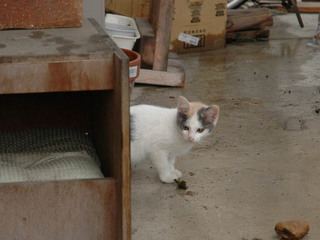 chibi2-080629.jpg