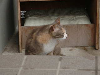 sabi-080629.jpg