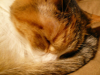 Romi081109.jpg