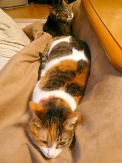 sen-romi090222.jpg