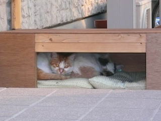 shimashima090207.jpg