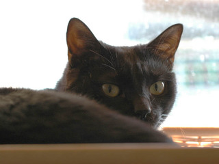 rasha090404-1.jpg
