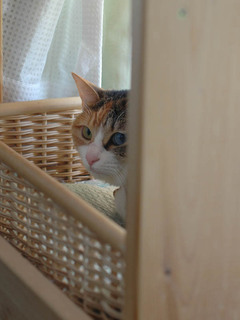 romi090404.jpg