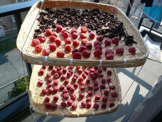 ume_1010031.jpg