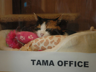 tama_101031.jpg