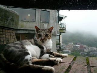 Jioufen_Cat_130614.JPG