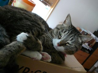 senchan_130630.JPG
