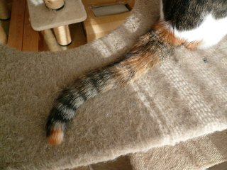 Tail_of_romi_130928.JPG