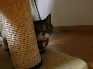 Senchan_131026.jpg