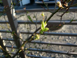 BlueBerry_040330.jpg