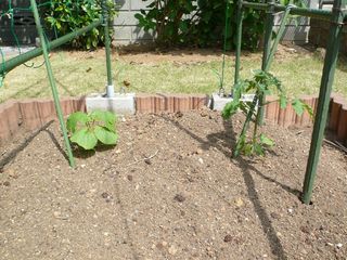 Gohya_Tomato_140503.JPG