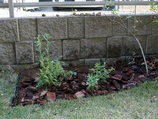 buleberry_140511.JPG