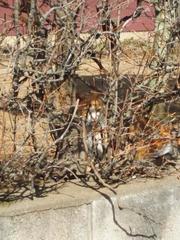 neko_170227.JPG