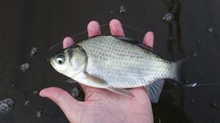 hersa_170311.JPG