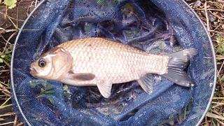 mabuna_171008.jpg