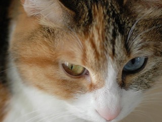 Romi080307.jpgのサムネール画像