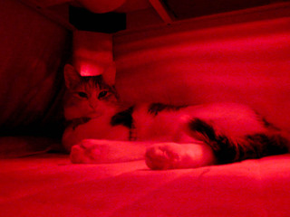 romi081115.jpg